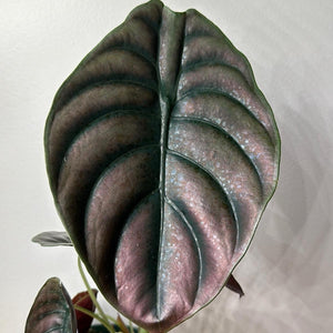 Alocasia Cuprea