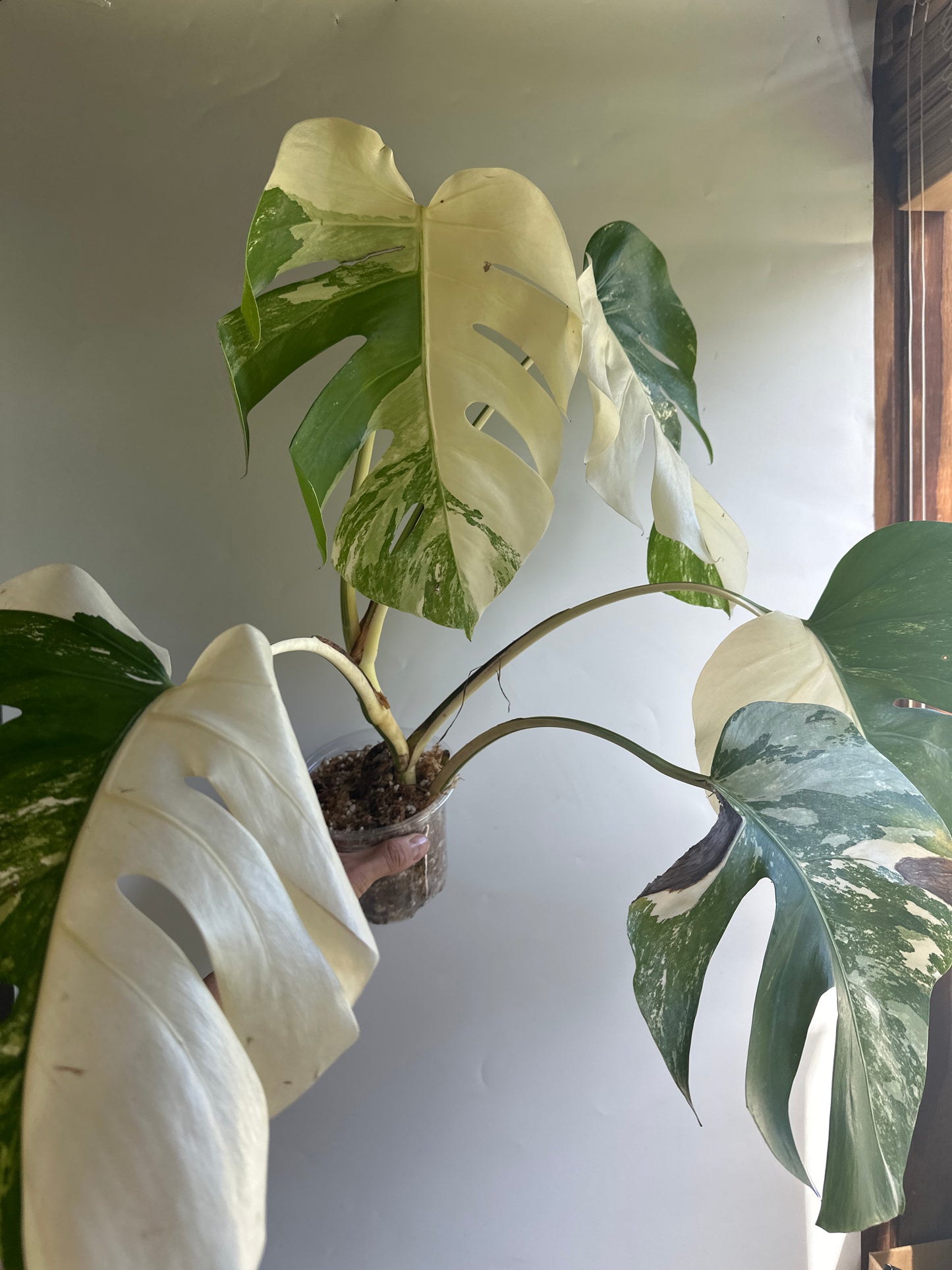 Monstera Borgisiana albo variegated MAV4