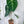 Anthurium Regale