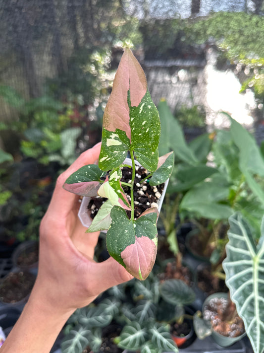 Syngonium tricolor *ROOTING