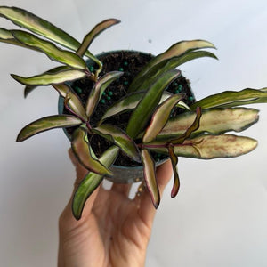 Tricolor Hoya Wayetii 4” pot