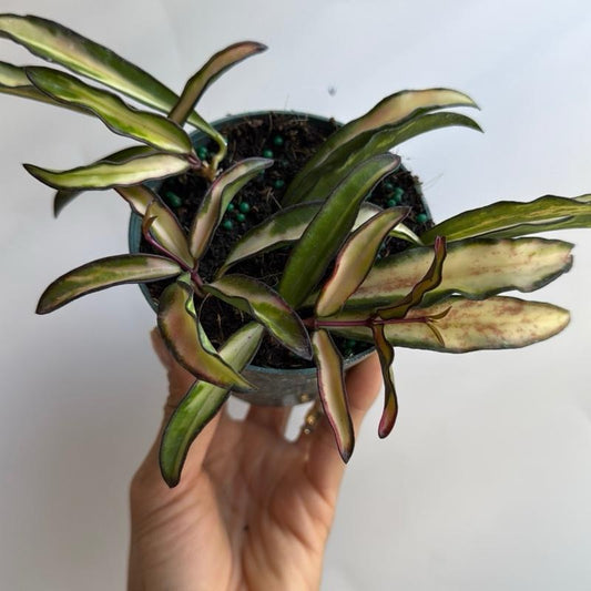 Hoya Wayetii Tricolor 4" Pot