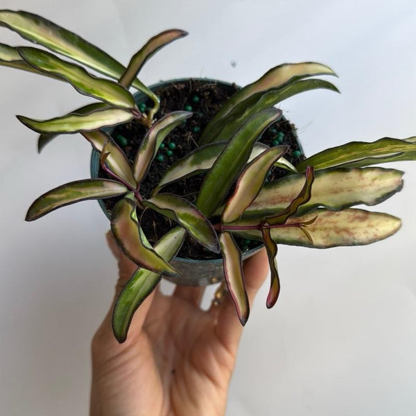 Tricolor Hoya Wayetii