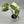 Monstera deliciosa ‘Albo Borsigiana’ 4” Pot – Rare Variegated Monstera live plant