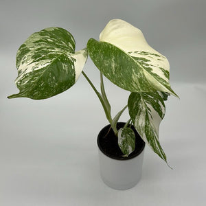 Monstera deliciosa ‘Albo Borsigiana’ 4” Pot – Rare Variegated Monstera live plant