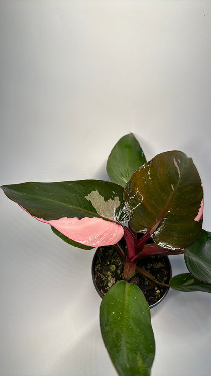 Philodendron pink princess 4"