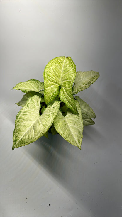 Syngonium butterfly 6"