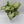 Syngonium White Butterfly