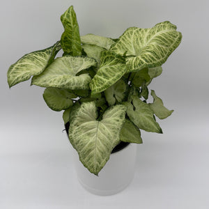 Syngonium White Butterfly