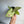 Syngonium Confetti