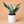 Large Sansevieria 'Moonshine'