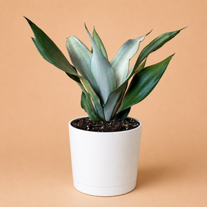 Large Sansevieria 'Moonshine'