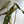 Philodendron Black billietiae Billietiae x Atabapoense