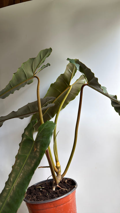Philodendron Black billietiae Billietiae x Atabapoense 6" pot