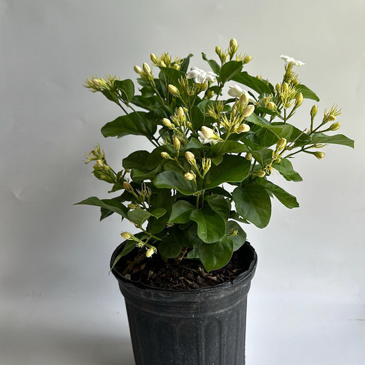 Jasmine bush Mo Sambac 6" House Plant - Indoor Flower