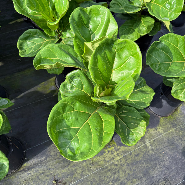 Fiddle Leaf Fig (Ficus)