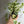 Pothos N'Joy
