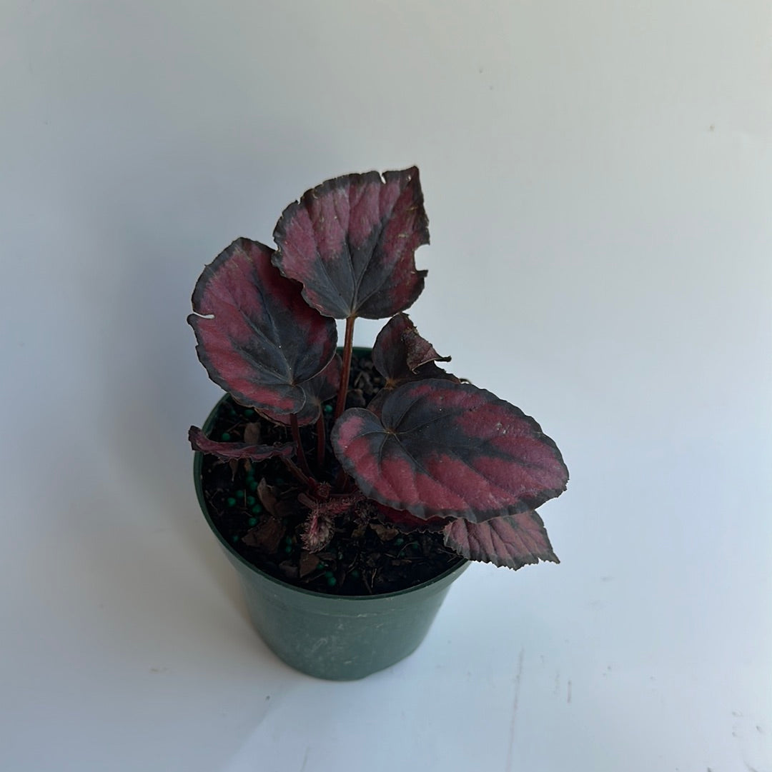Begonia Red Kiss 4”