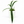 Anthurium Vittarifolium