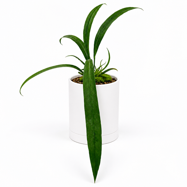 Runo Plants | Rare & Collectors' Plants