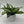 Dieffenbachia ‘Panther’ 6” Pot live plant