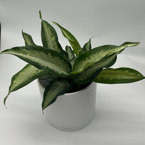 Dieffenbachia ‘Panther’ 6” Pot live plant