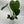 Philodendron ‘McDowell’ 4” Pot – Rare Collector’s Tropical Houseplant live plant