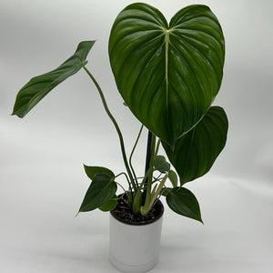 Philodendron ‘McDowell’ 4” Pot – Rare Collector’s Tropical Houseplant live plant