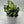 Dieffenbachia ‘Compacta’ 6” Pot – Variegated Tropical Indoor Houseplant live plant