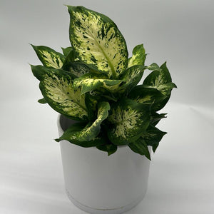 Dieffenbachia ‘Compacta’ 6” Pot – Variegated Tropical Indoor Houseplant live plant