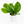 Monstera Pinnatipartita