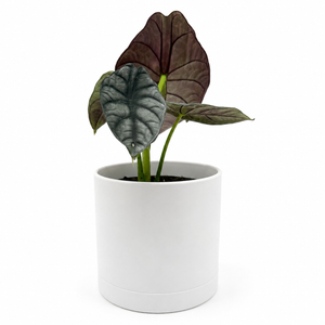Alocasia White Dragon