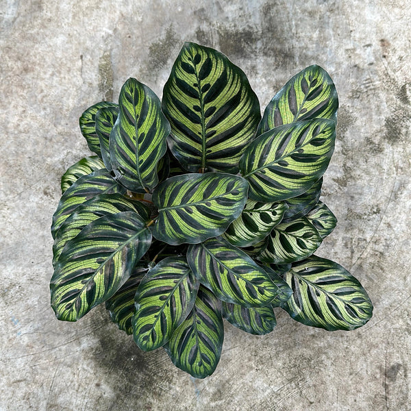 Calathea Makoyana