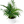 Cat Palm