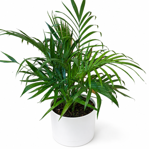 Cat Palm