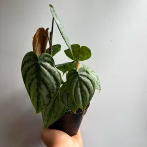 Philodendron Brandi