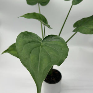 Alocasia cucullata 4” Pot – Tropical Elephant Ear Houseplant live plant