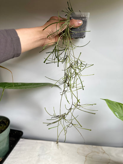 Hoya Retusa *Rooting*