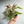 Syngonium Mickey