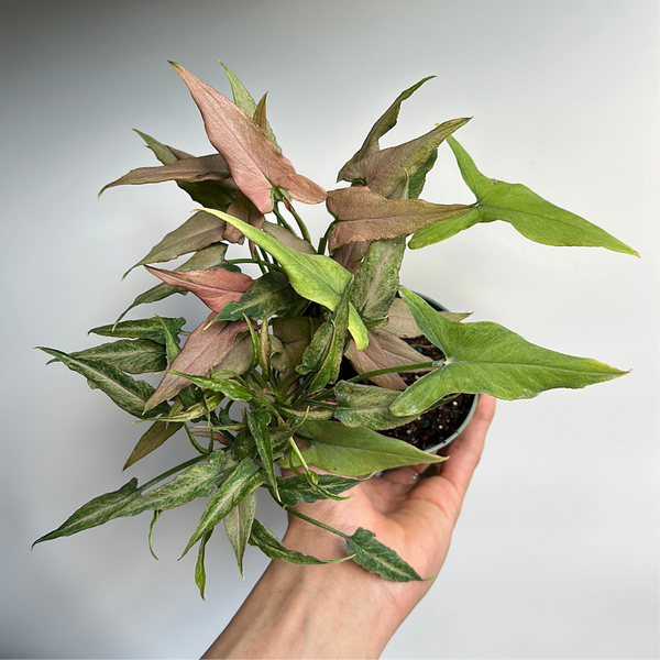 Syngonium Mickey