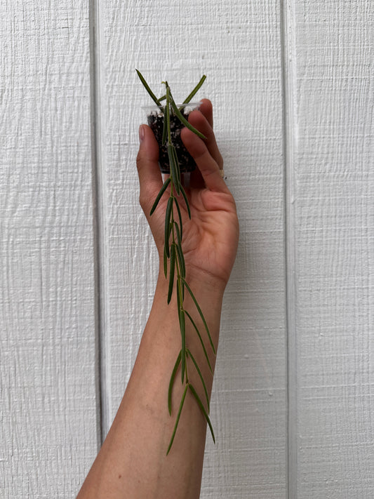 Hoya linearis | rare unique plant