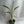 Variegated Musa Nono