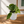 Pothos Marble Queen