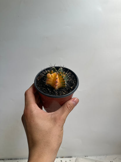 Invoice Myra Var Peru $50/cacti28