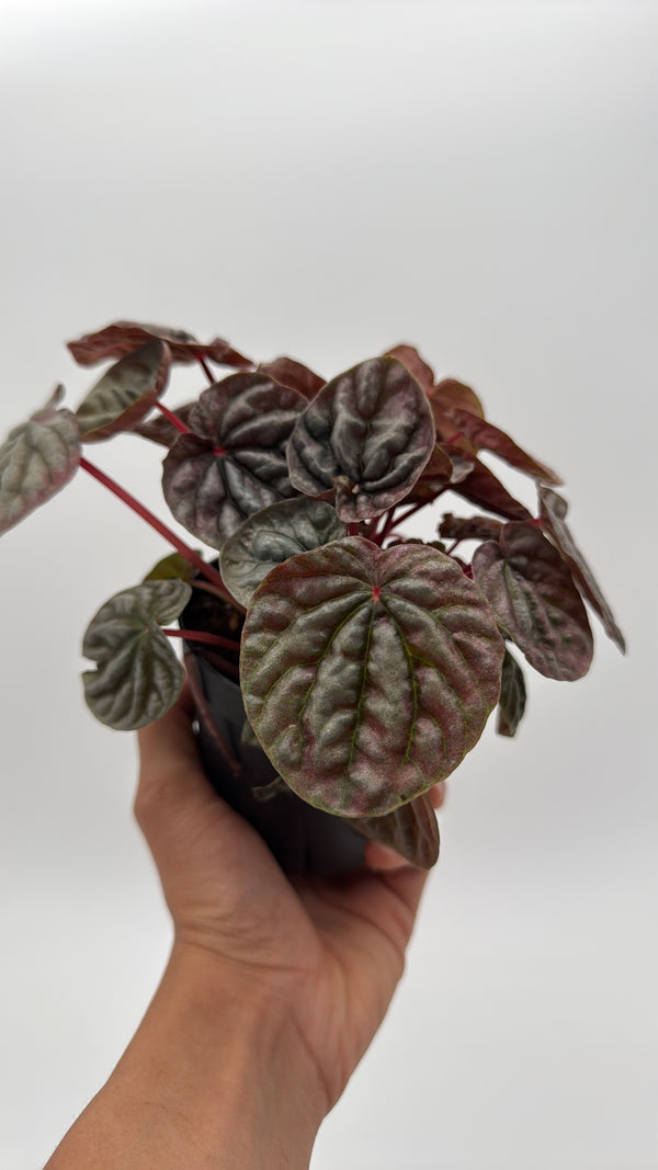 Variegated Peperomia Red Beauty Ripple
