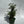 Aralia Ming Stump