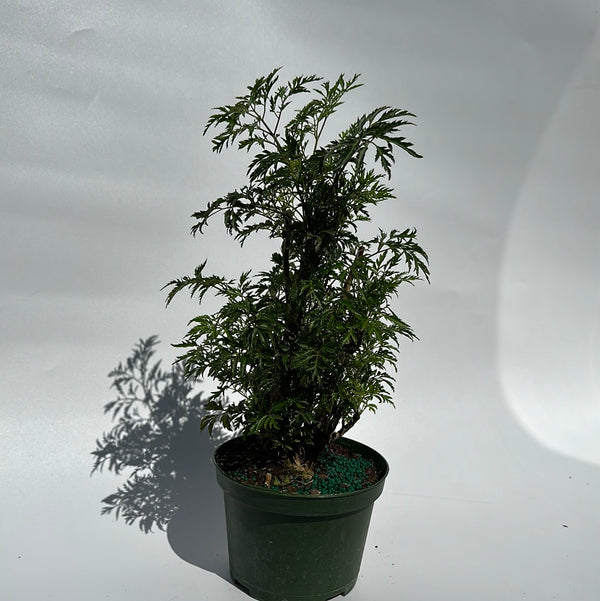 Aralia Ming Stump
