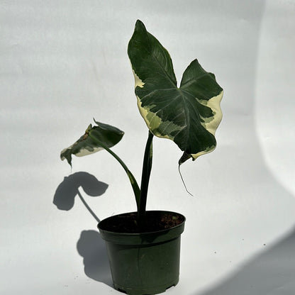 Alocasia Mickey Mouse variegated 6"