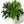 Large Philodendron 'Lickety Split'