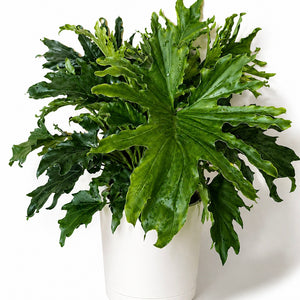 Large Philodendron 'Lickety Split'